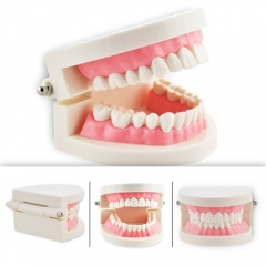 Dental Teach Study Adult Standard Typodont Demonstration Teeth Model