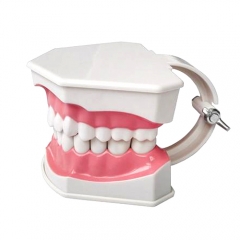 Dental Teeth Teach Teaching Model TDS Colgate
